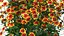 3D Flowering Plants Collection 12
