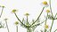 3D Flowering Plants Collection 12