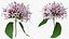3D Flowering Plants Collection 12