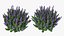 3D Flowering Plants Collection 12