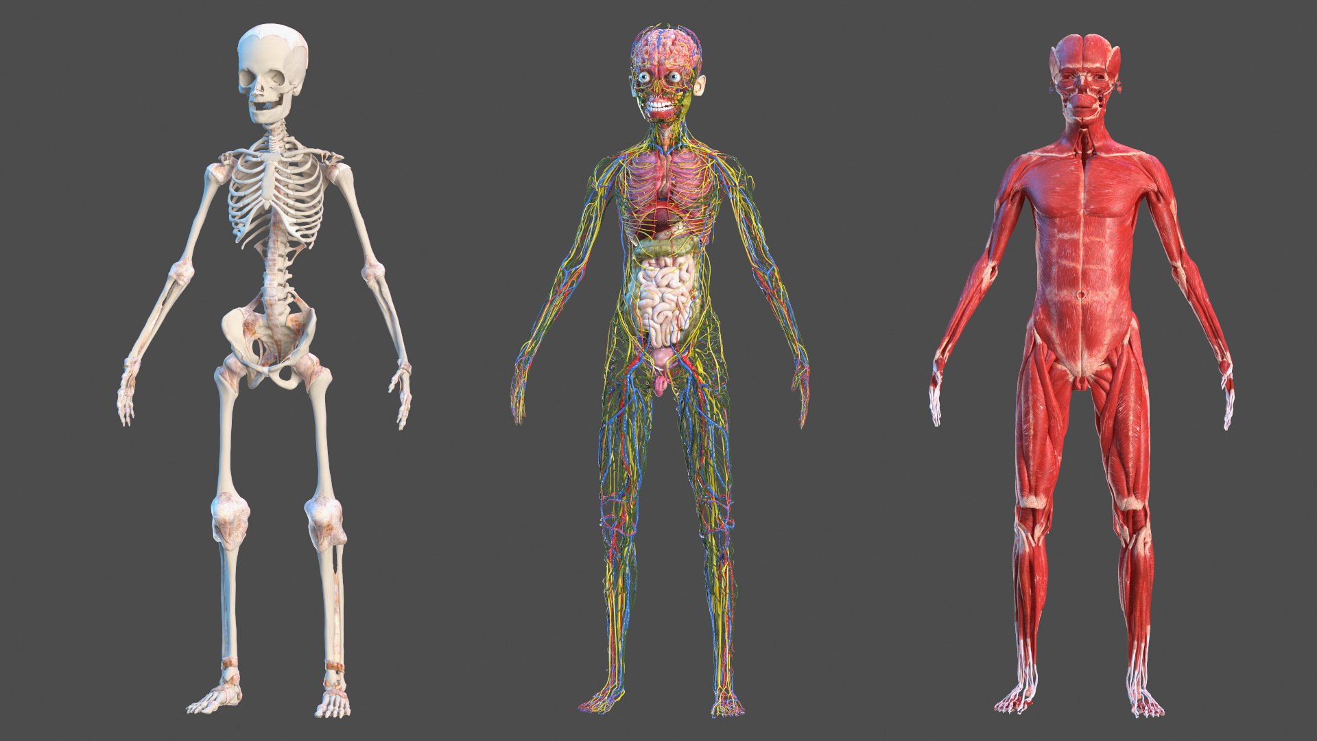Young Man Full Body Anatomy Skinless