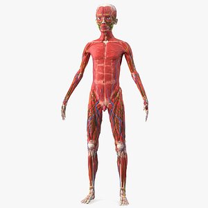 Young Man Full Body Anatomy Skinless model