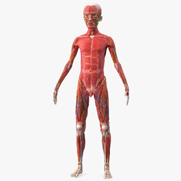 Young Man Full Body Anatomy Skinless model - TurboSquid 1859369