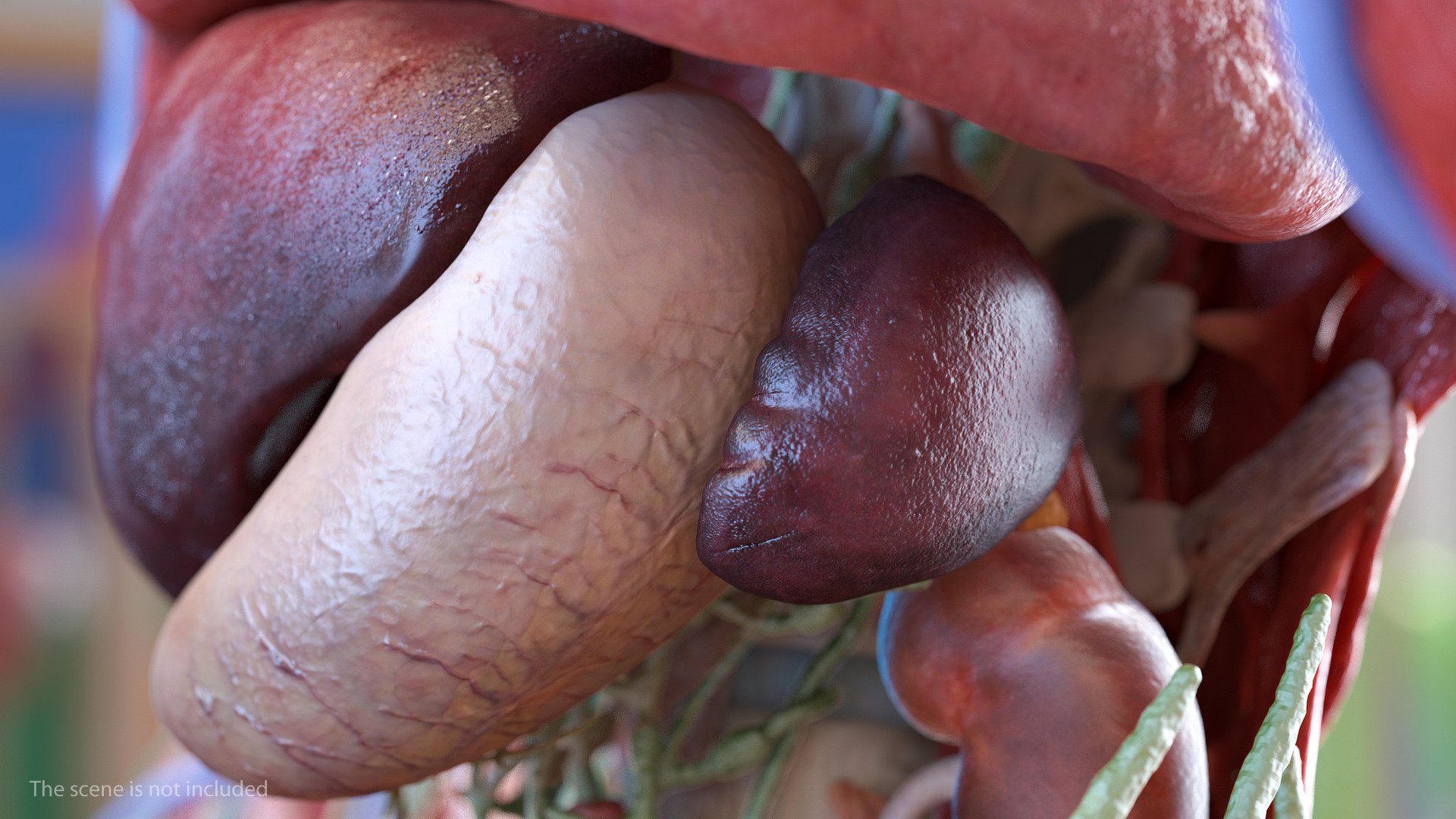 human internal organs anatomy model https://p.turbosquid.com/ts-thumb/Cx/2dSvQE/0gFWku8o/humaninternalorgans3dmodel026/jpg/1572956158/1920x1080/fit_q87/6e91a772adc235620131ed50679fd5756df132aa/humaninternalorgans3dmodel026.jpg