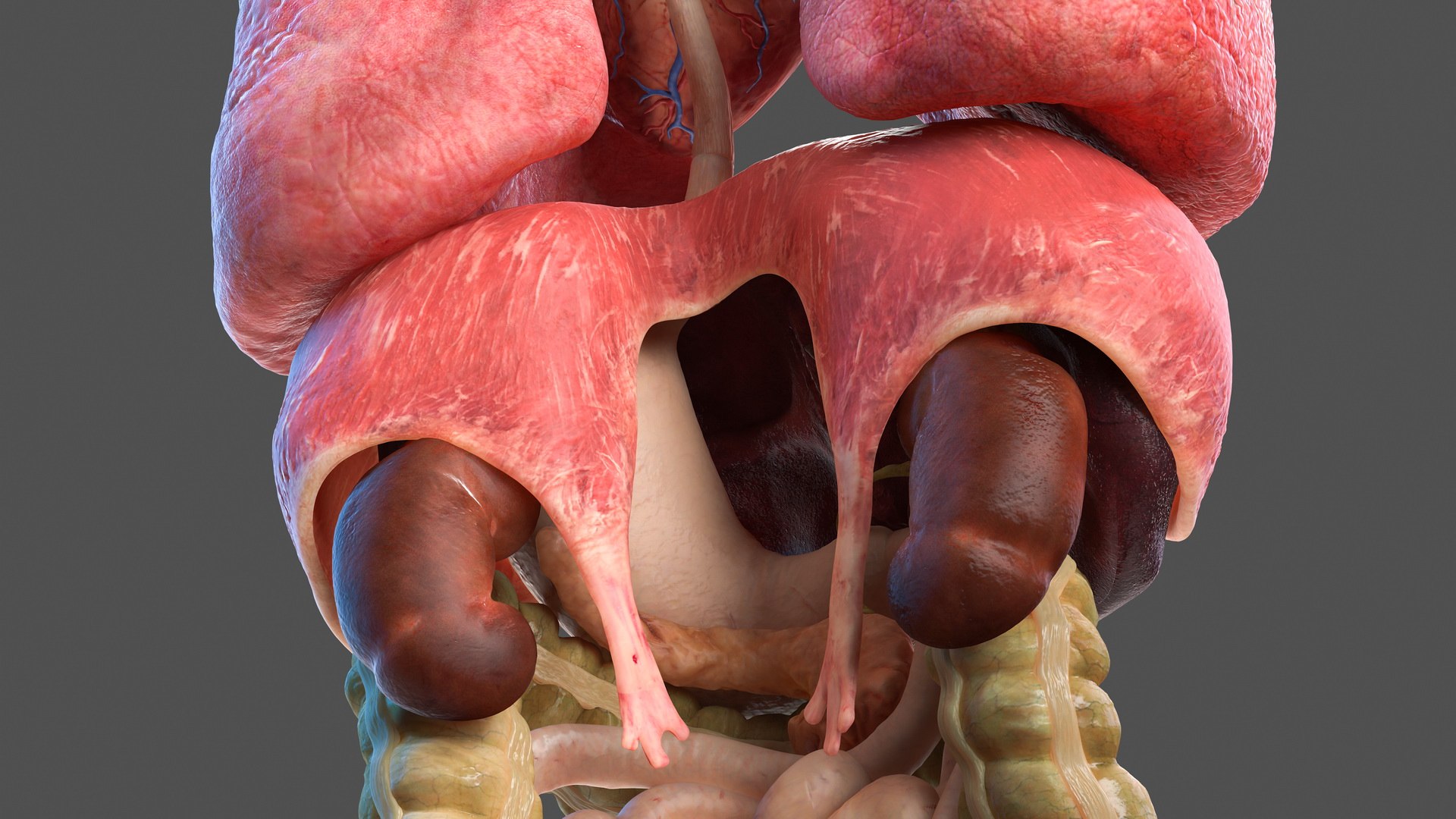 human internal organs anatomy model https://p.turbosquid.com/ts-thumb/Cx/2dSvQE/7HYgNf3X/humaninternalorgans3dmodel008/jpg/1572956068/1920x1080/fit_q87/ce6c15f7295f1564014f0bc1702b46318360ee42/humaninternalorgans3dmodel008.jpg