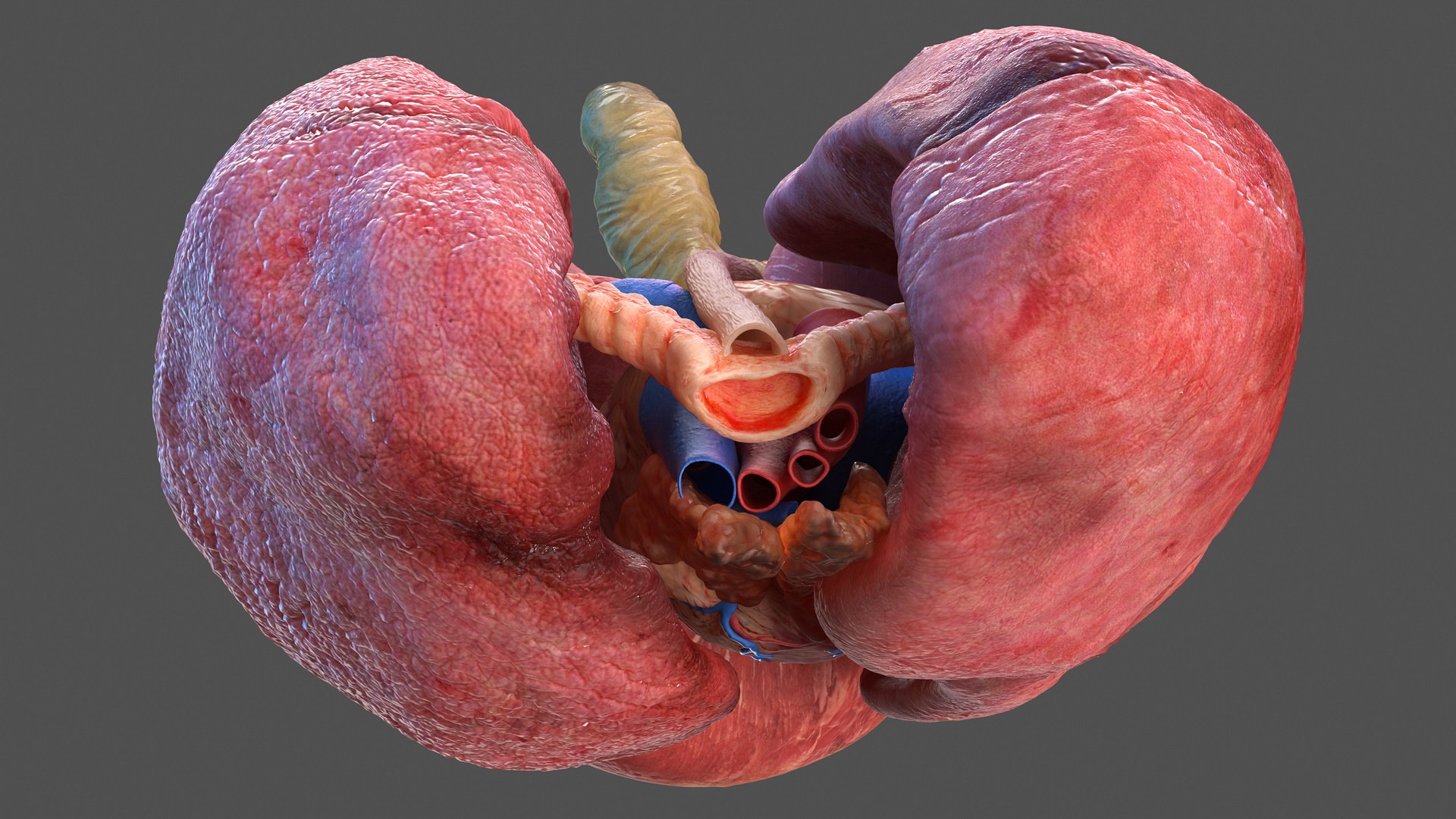 human internal organs anatomy model https://p.turbosquid.com/ts-thumb/Cx/2dSvQE/7O61uNGv/humaninternalorgans3dmodel033/jpg/1572956216/1920x1080/fit_q87/20af991e9ecb2171d1c6834174076e5abd2e4f22/humaninternalorgans3dmodel033.jpg