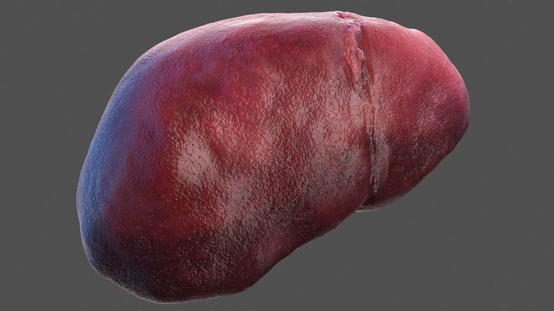 human internal organs anatomy model https://p.turbosquid.com/ts-thumb/Cx/2dSvQE/DaCWfozt/humaninternalorgans3dmodel020/jpg/1572956129/1920x1080/fit_q87/b5440acdf9b1bdbafe731b52affdd940a89497bf/humaninternalorgans3dmodel020.jpg