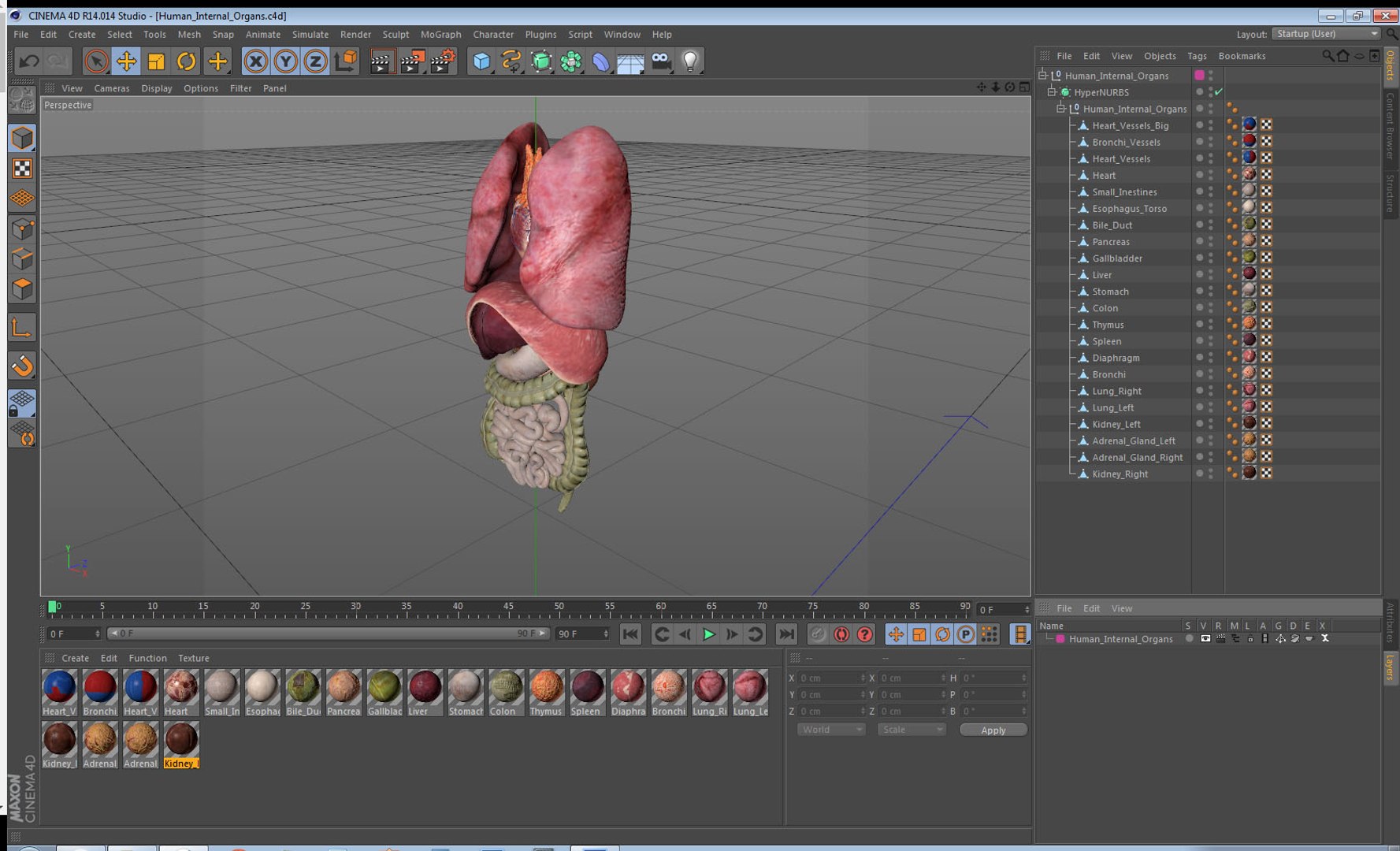 human internal organs anatomy model https://p.turbosquid.com/ts-thumb/Cx/2dSvQE/E8joDncc/humaninternalorgans3dmodel040/jpg/1572956265/1920x1080/fit_q87/12b510ad9a5aceece80c58579bb82356c9a924e6/humaninternalorgans3dmodel040.jpg
