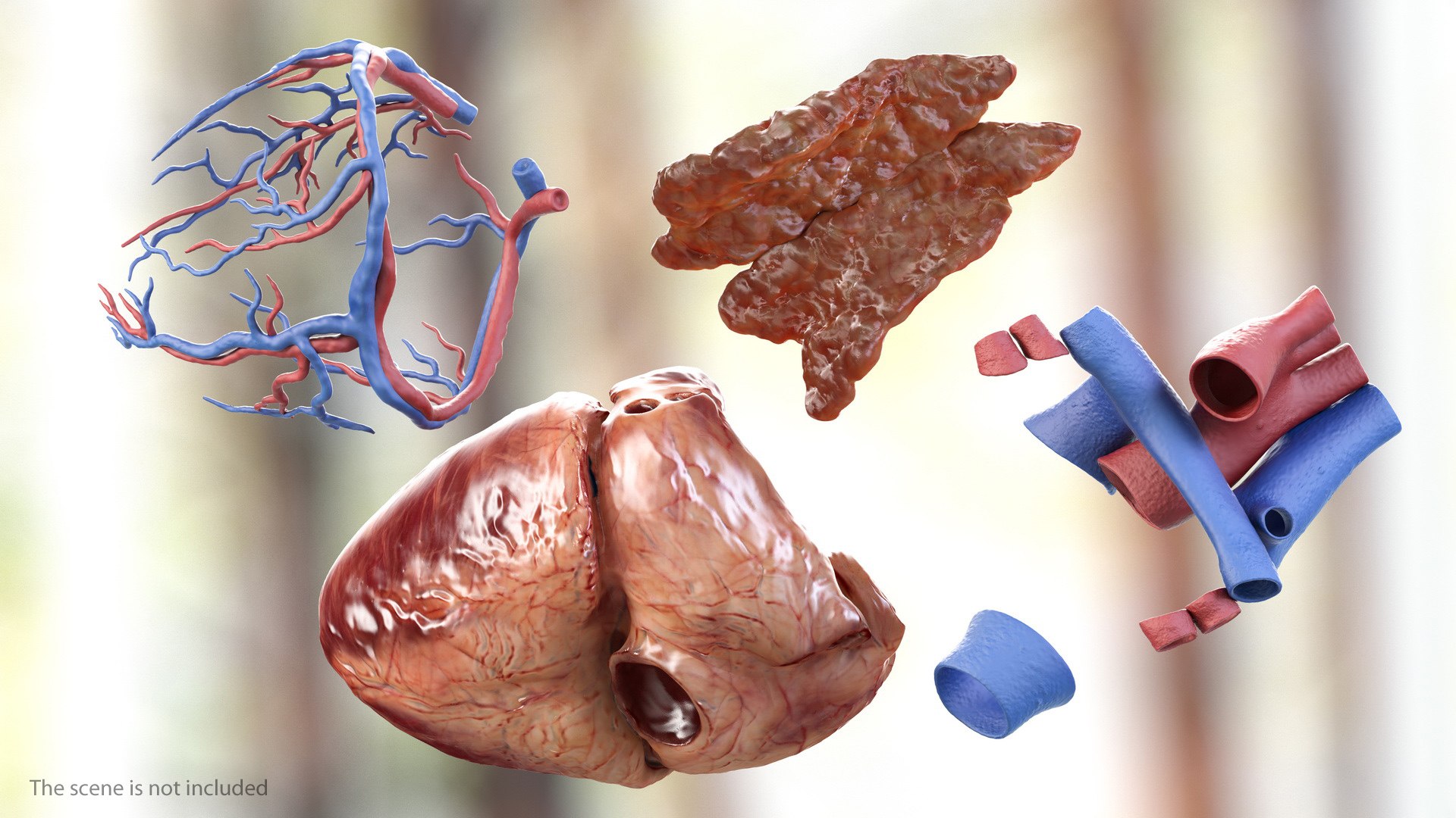 human internal organs anatomy model https://p.turbosquid.com/ts-thumb/Cx/2dSvQE/GsMBHrRh/humaninternalorgans3dmodel015/jpg/1572956103/1920x1080/fit_q87/71a6c8b968ad66aba9a5f2bc23cecf300d34f834/humaninternalorgans3dmodel015.jpg