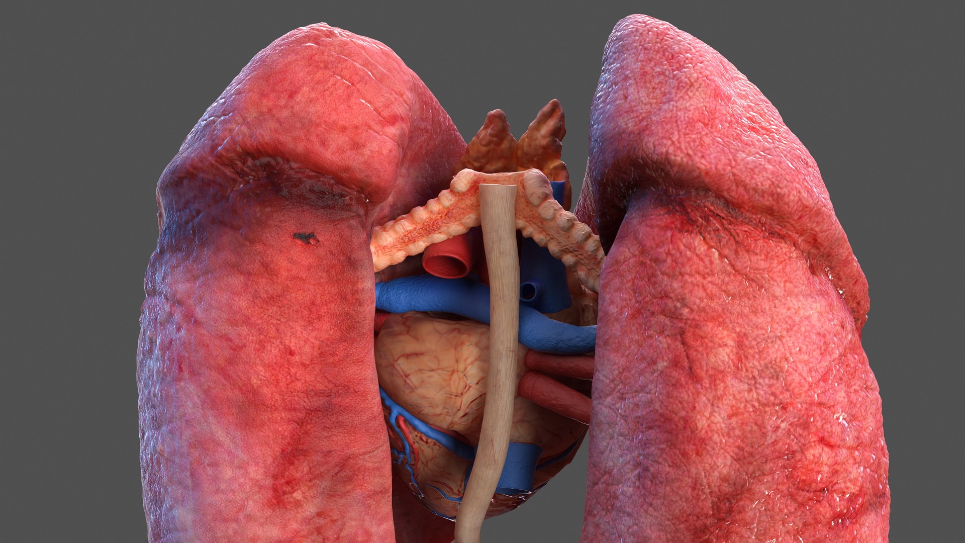 human internal organs anatomy model https://p.turbosquid.com/ts-thumb/Cx/2dSvQE/JG60mtsg/humaninternalorgans3dmodel007/jpg/1572956062/1920x1080/fit_q87/a78529550692cc15fe6acef83ae3e75c784eb0e0/humaninternalorgans3dmodel007.jpg