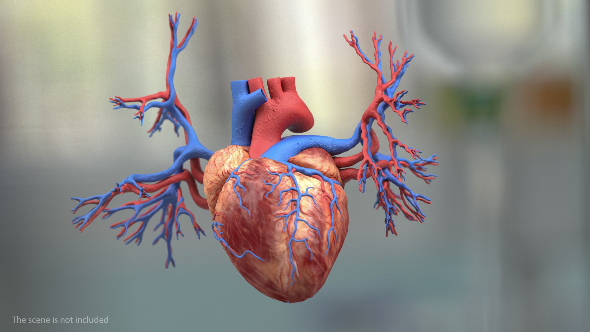 human internal organs anatomy model https://p.turbosquid.com/ts-thumb/Cx/2dSvQE/Ov0c7WZd/humaninternalorgans3dmodel014/jpg/1572956097/1920x1080/fit_q87/c39a340af8f7bff342c0d5f38c50b1a97bf40ad0/humaninternalorgans3dmodel014.jpg