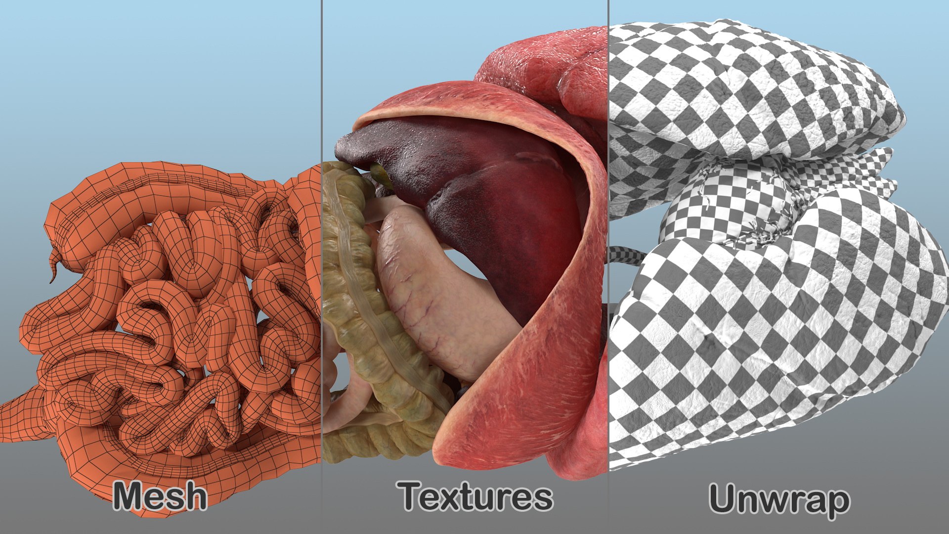 human internal organs anatomy model https://p.turbosquid.com/ts-thumb/Cx/2dSvQE/QqN4jtg0/humaninternalorgans3dmodel034/jpg/1572956221/1920x1080/fit_q87/6a5457c27531c814ac183e765759c7c25a5ab77b/humaninternalorgans3dmodel034.jpg