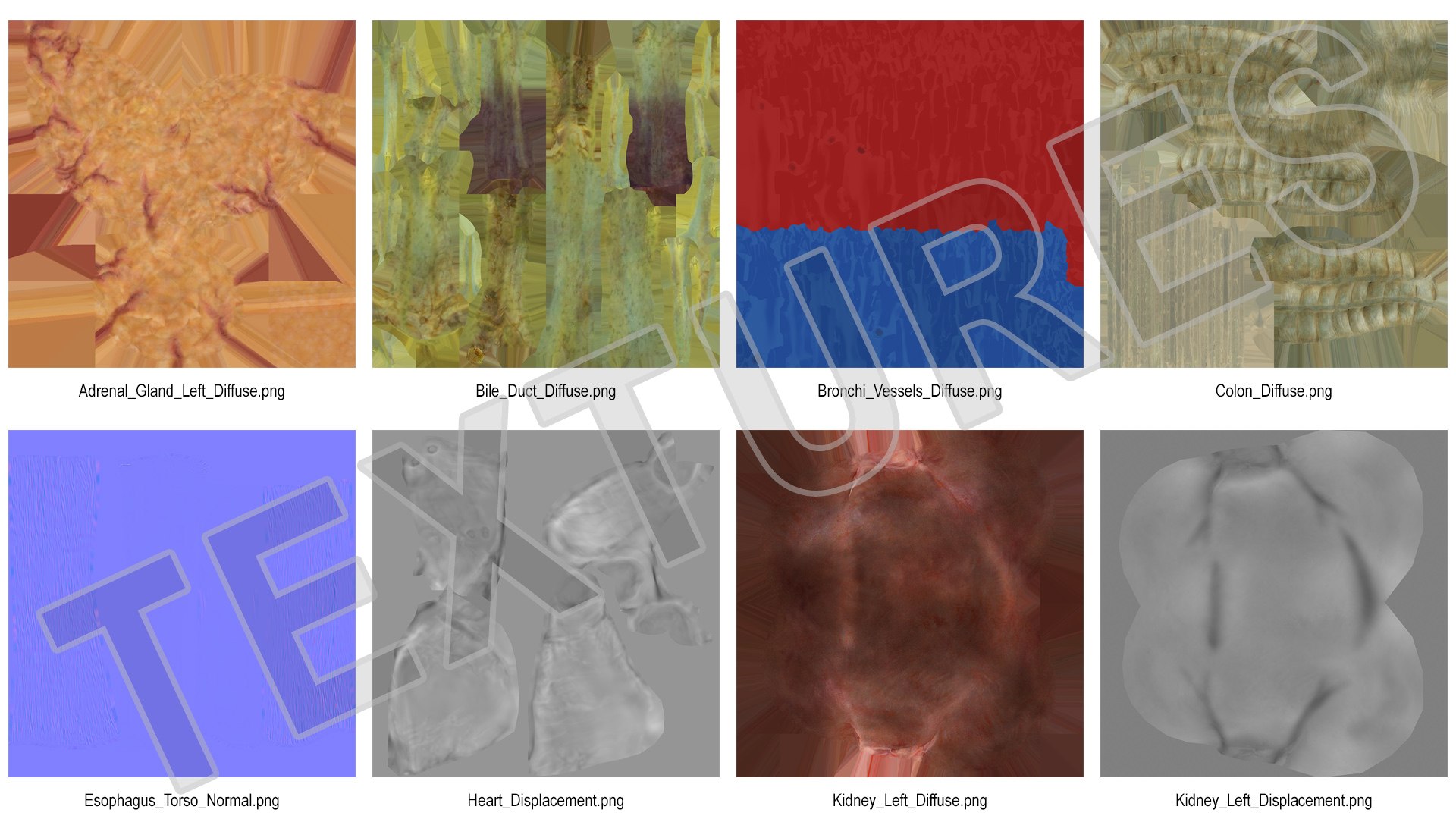human internal organs anatomy model https://p.turbosquid.com/ts-thumb/Cx/2dSvQE/T2GBPKwS/humaninternalorgans3dmodel038/jpg/1572956253/1920x1080/fit_q87/4a3c65ffabc95a3ceabc0f77d946106d573240e0/humaninternalorgans3dmodel038.jpg