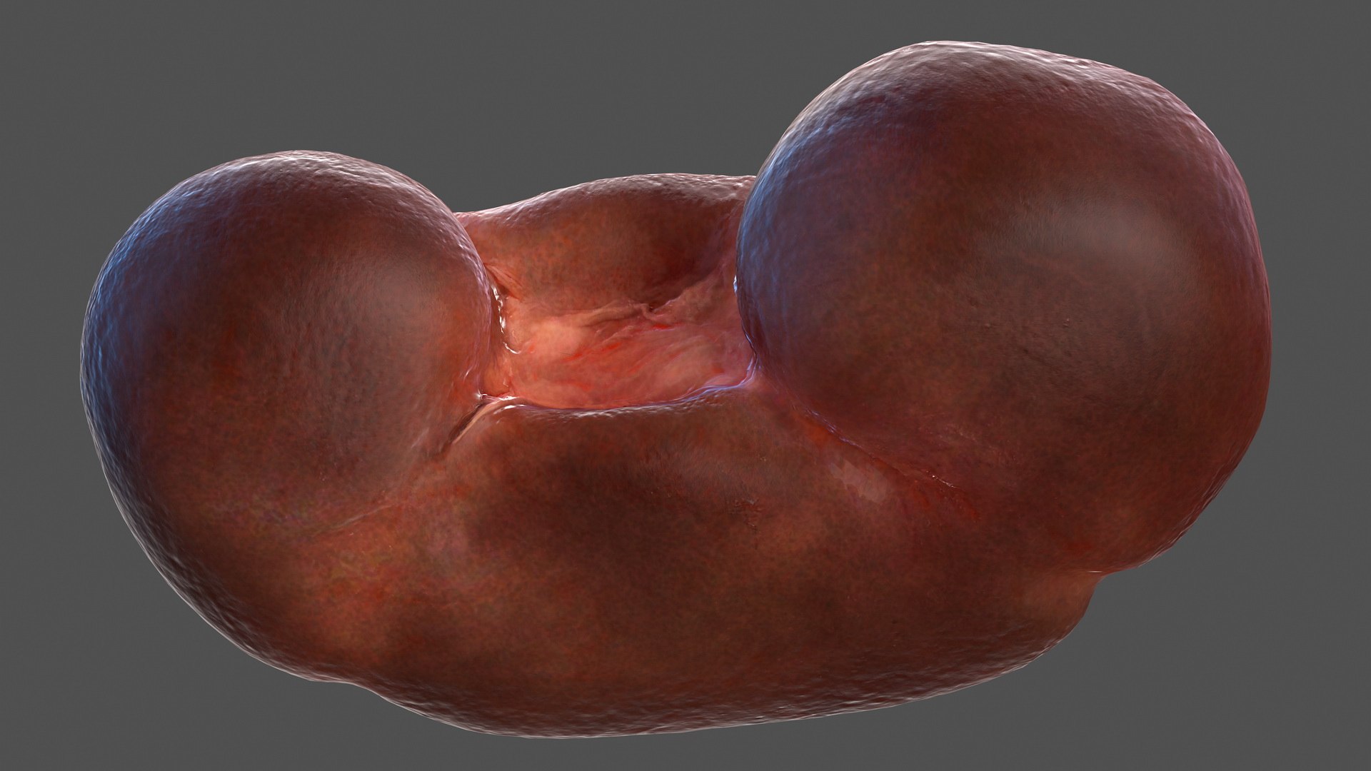human internal organs anatomy model https://p.turbosquid.com/ts-thumb/Cx/2dSvQE/XkDjt5ZT/humaninternalorgans3dmodel018/jpg/1572956119/1920x1080/fit_q87/4b543b9eeeef1bf46b7d9f321181403ae99eecb4/humaninternalorgans3dmodel018.jpg