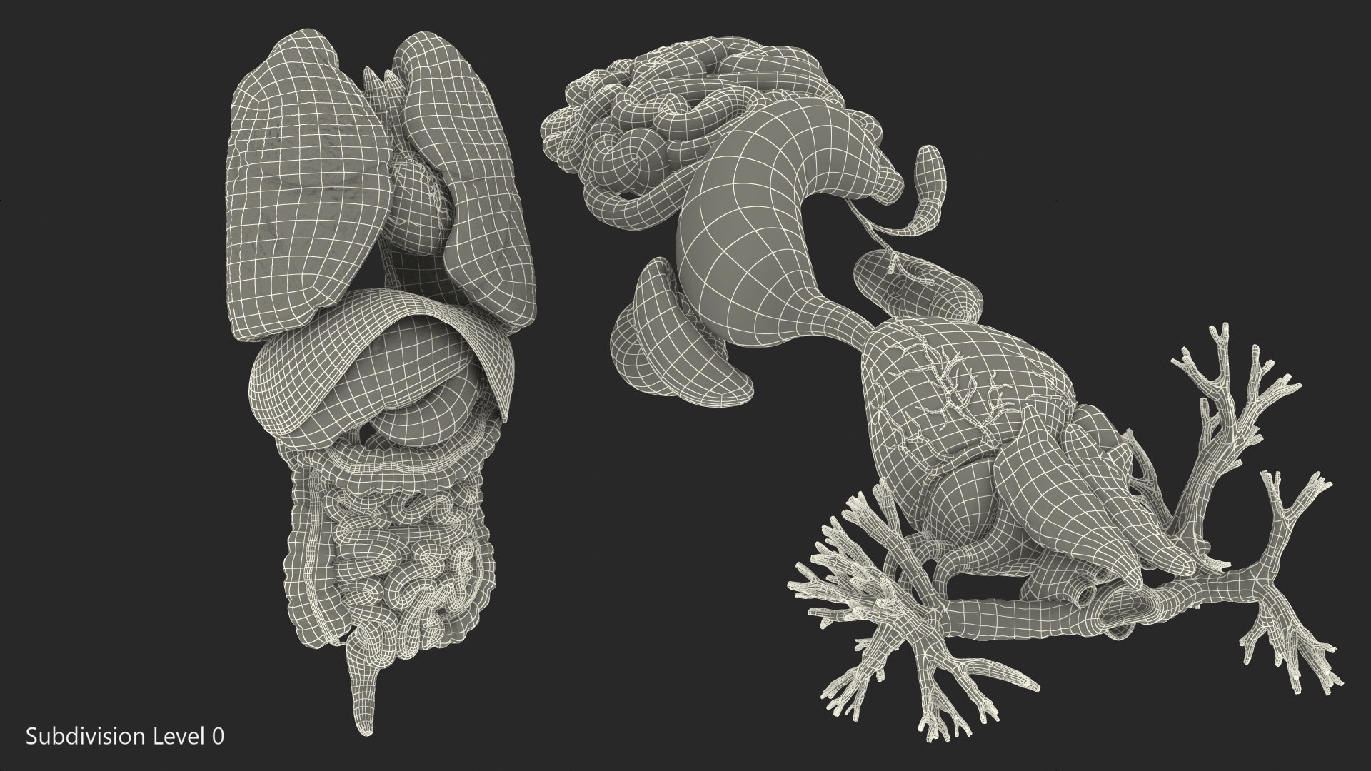 human internal organs anatomy model https://p.turbosquid.com/ts-thumb/Cx/2dSvQE/XlT77Cpa/humaninternalorgans3dmodel035/jpg/1572956234/1920x1080/fit_q87/3738cbfcdb844659170c1bb4742118ad38975c6f/humaninternalorgans3dmodel035.jpg