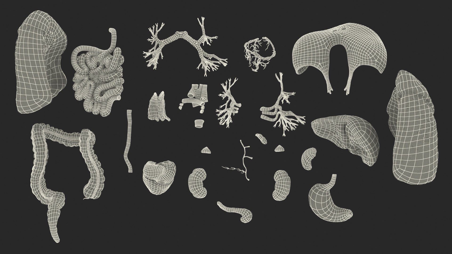 human internal organs anatomy model https://p.turbosquid.com/ts-thumb/Cx/2dSvQE/cwsePgOp/humaninternalorgans3dmodel043/jpg/1572956281/1920x1080/fit_q87/18dc2e9871ad9abfed81a614f76dde3e1e08a6e9/humaninternalorgans3dmodel043.jpg