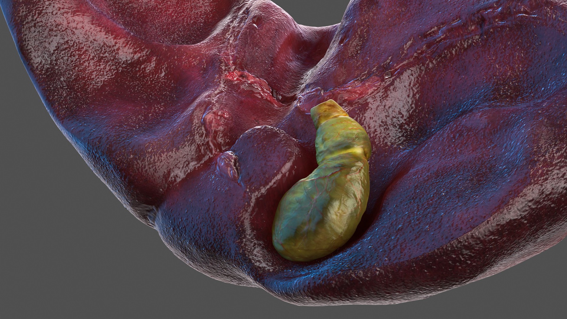 human internal organs anatomy model https://p.turbosquid.com/ts-thumb/Cx/2dSvQE/ibC338lC/humaninternalorgans3dmodel021/jpg/1572956134/1920x1080/fit_q87/d50b95ed17dcb70c87a61f2b778eca20c4f249a1/humaninternalorgans3dmodel021.jpg
