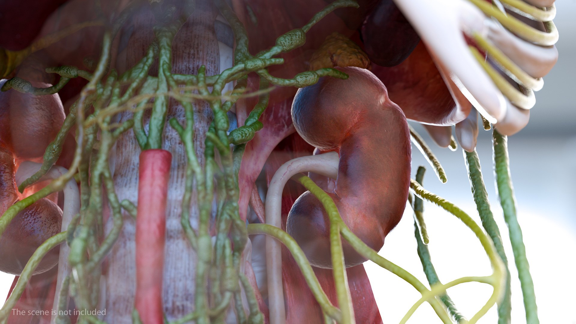 human internal organs anatomy model https://p.turbosquid.com/ts-thumb/Cx/2dSvQE/nrMbS6G8/humaninternalorgans3dmodel017/jpg/1572956114/1920x1080/fit_q87/e42b979e372f4287d5259597d00f0bc69da0b012/humaninternalorgans3dmodel017.jpg