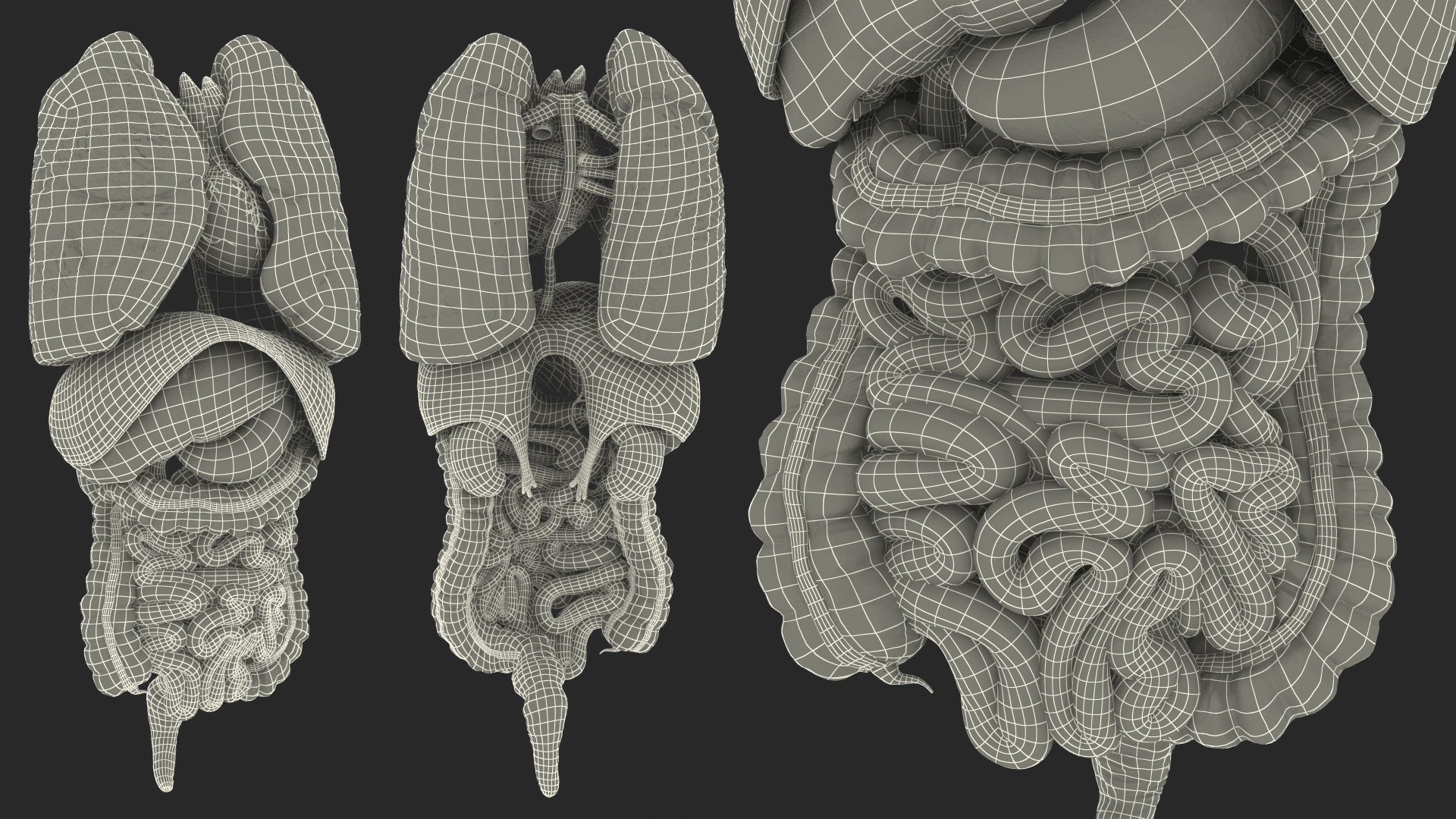 human internal organs anatomy model https://p.turbosquid.com/ts-thumb/Cx/2dSvQE/oDsRfWlC/humaninternalorgans3dmodel042/jpg/1572956275/1920x1080/fit_q87/5b131286855c093a8262974e6b25cd5987c89a85/humaninternalorgans3dmodel042.jpg