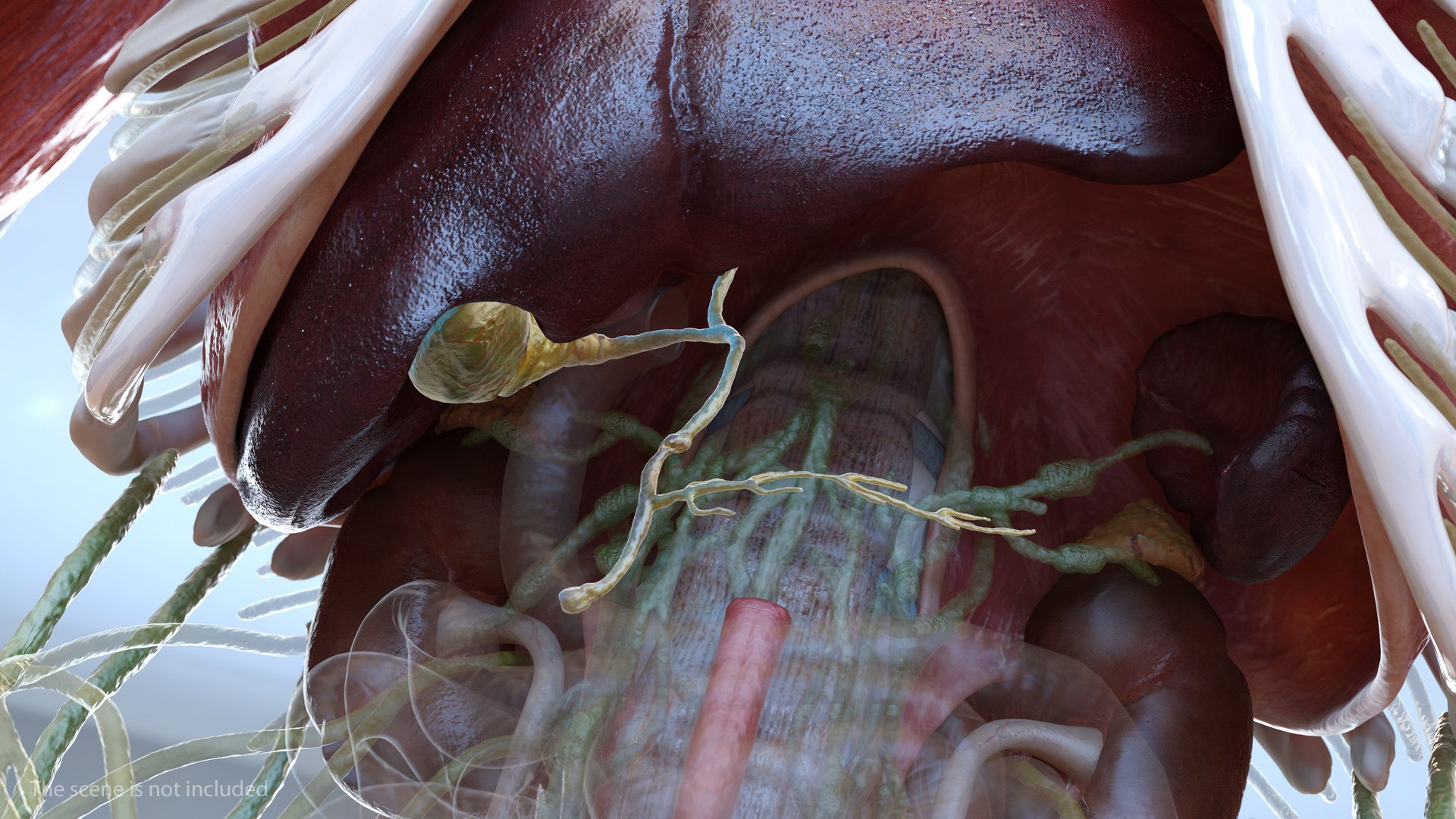 human internal organs anatomy model https://p.turbosquid.com/ts-thumb/Cx/2dSvQE/qMfa9BC2/humaninternalorgans3dmodel024/jpg/1572956148/1920x1080/fit_q87/7679734182c30b61f73e51196f42cefe21490ad0/humaninternalorgans3dmodel024.jpg