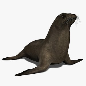 California Sea Lion (FUR)