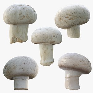 3D Champignon Mushroom Collection model