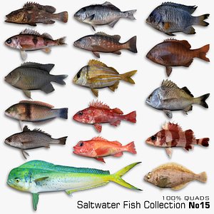 Saltwater Fish Collection 3D model