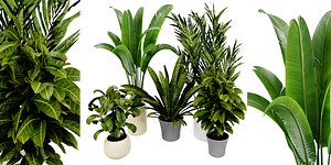 3D Collection plant vol 524 - blender model