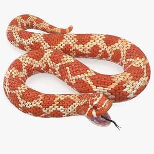 3D red hognose snake attack