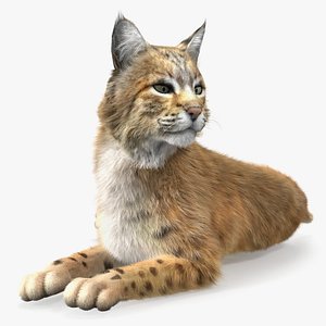 Red Lynx Lying Fur