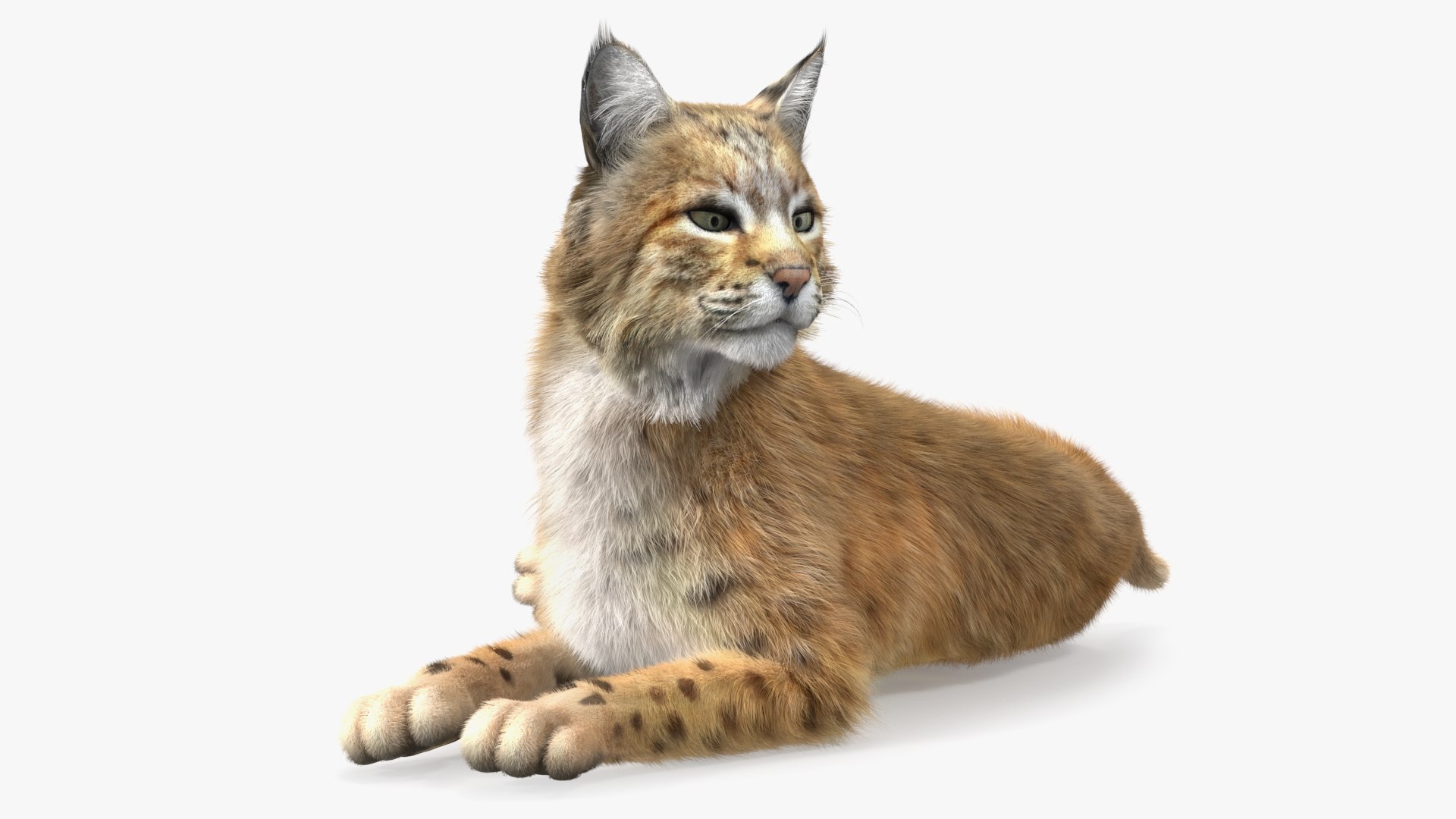 Red Lynx Lying Fur 3D model preview