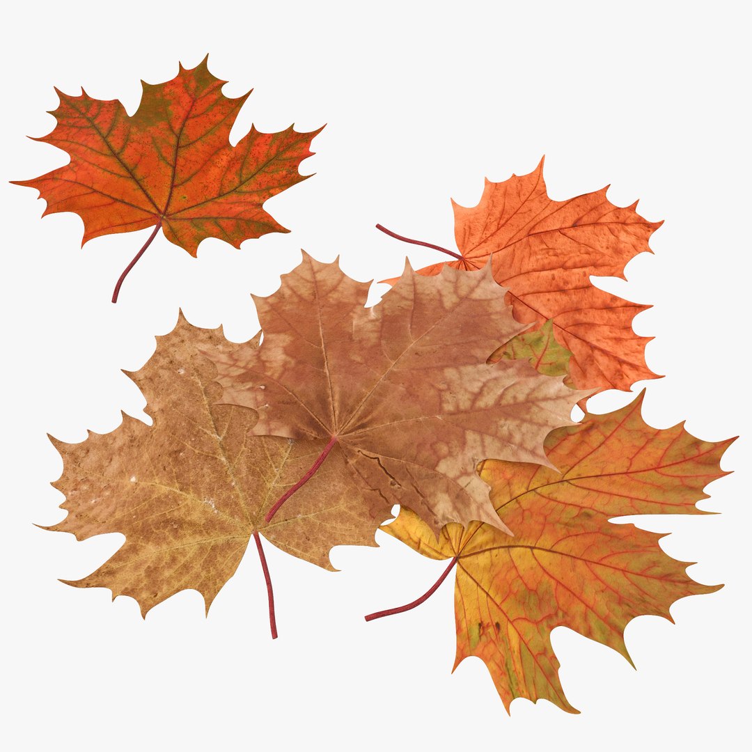 Autumn Maple Leaves 3D model preview
