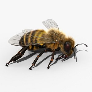HoneyBee XGEN RIG