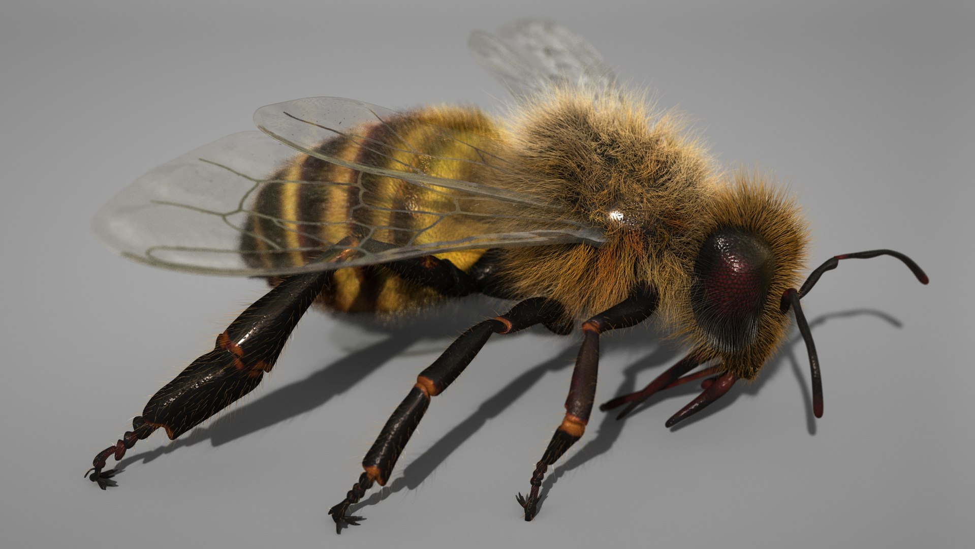 3D HoneyBee  XGEN RIG https://p.turbosquid.com/ts-thumb/Cx/Xw6H3L/oc/b/jpg/1706238182/1920x1080/fit_q87/6ed85ef1ebb35738d79470d193e32e8421bc9f98/b.jpg