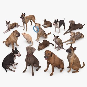 3D Animal Collection x15