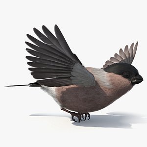 Flying Bullfinch Female Bird 3D model