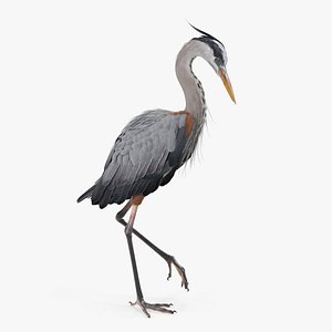 Grey Heron Standing on One Leg