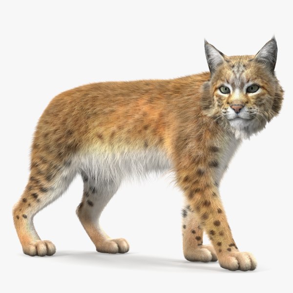 3D Lynx Animal Walking Fur