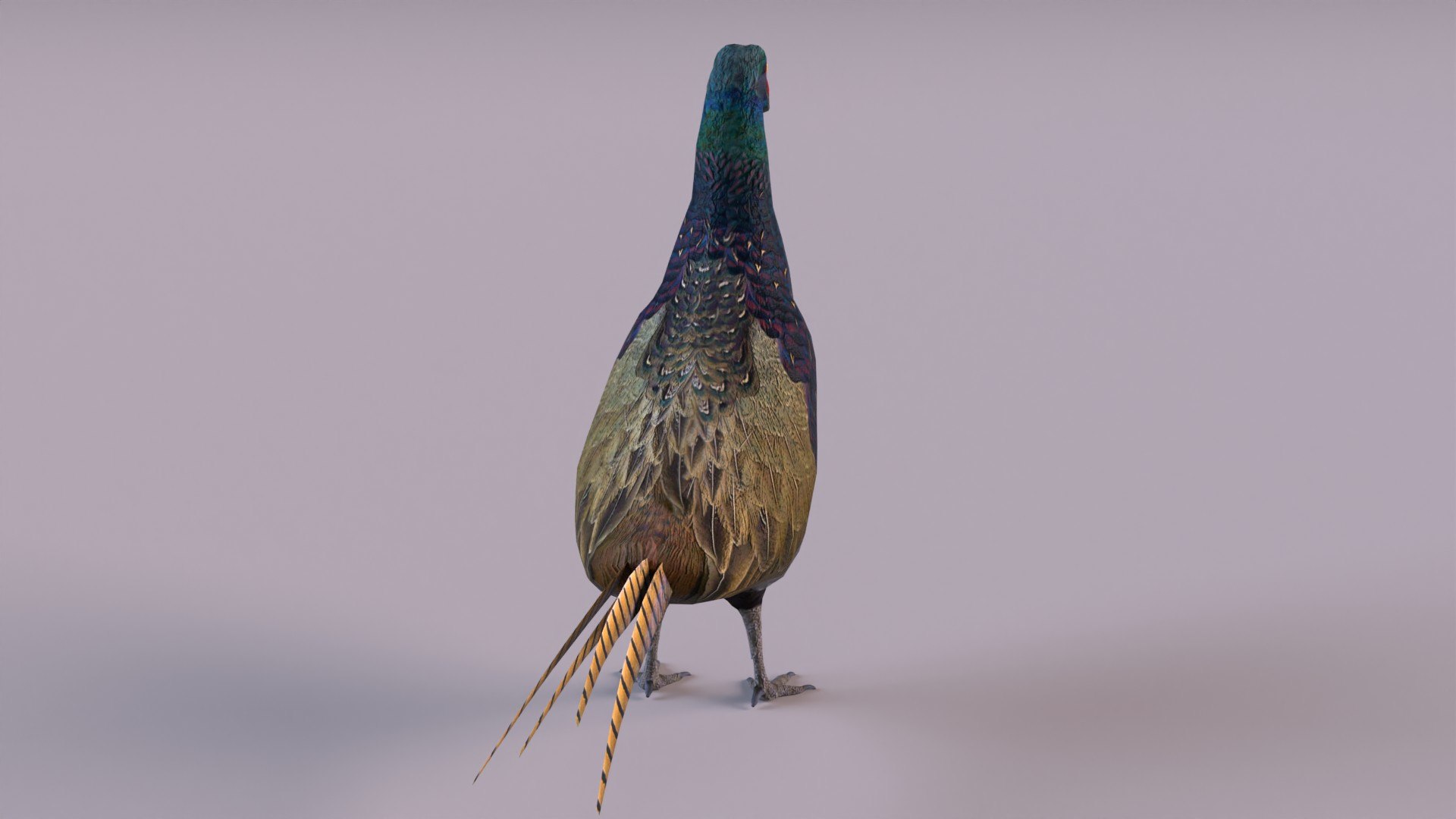 3D Model Pheasant Color - TurboSquid 1304280