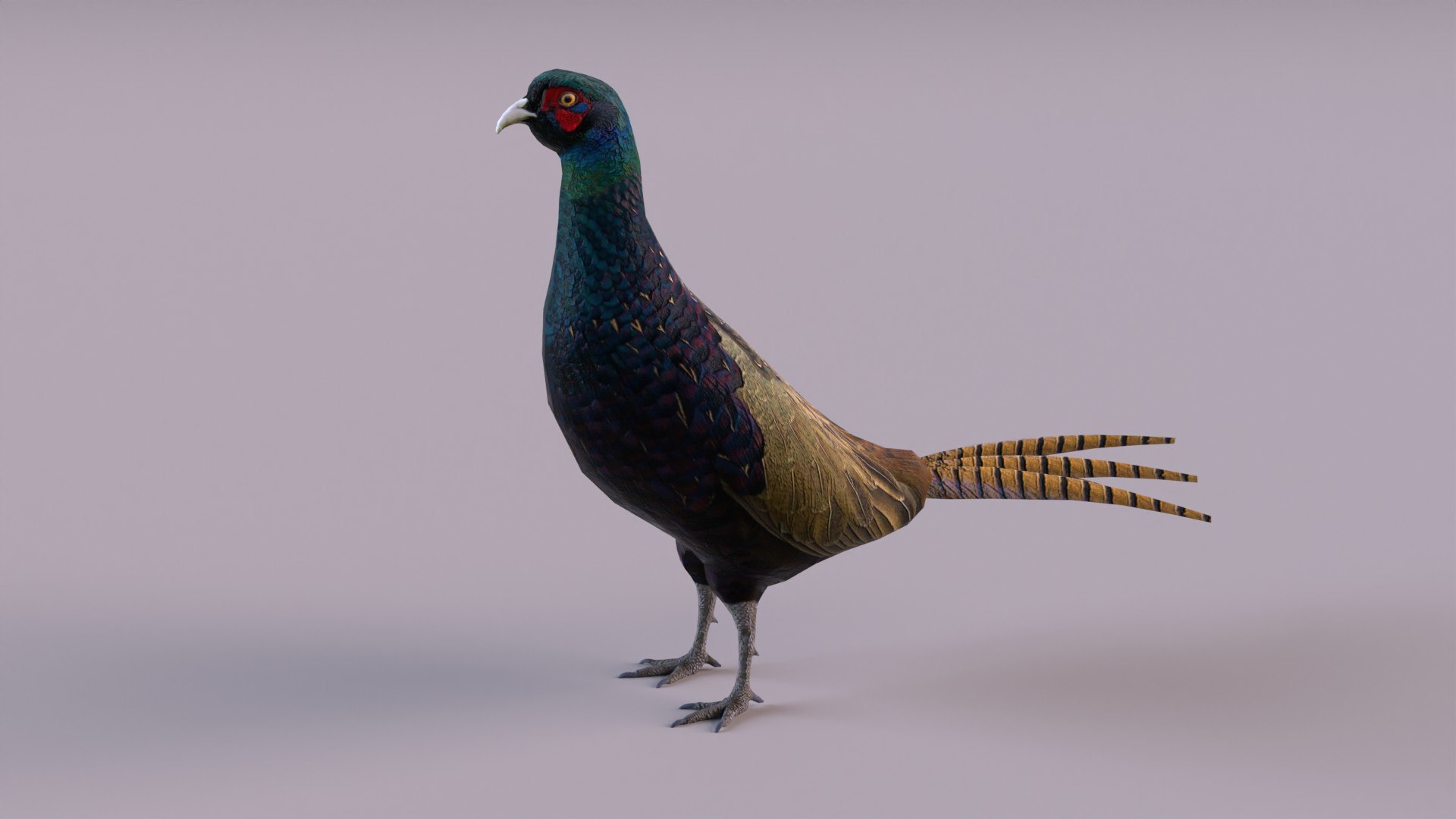 3D Model Pheasant Color - TurboSquid 1304280
