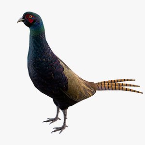 Pheasant