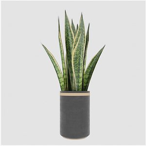 Sansieviera Snake Plant Vase