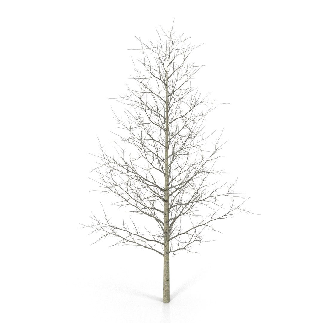 3d model young yellow poplar tree https://p.turbosquid.com/ts-thumb/Cy/oGneqV/4EVtPCSZ/youngyellowpoplartreewinter3dmodel04/jpg/1440675472/1920x1080/fit_q87/3078163d16ba25c0070546cd5a40408b9068823d/youngyellowpoplartreewinter3dmodel04.jpg
