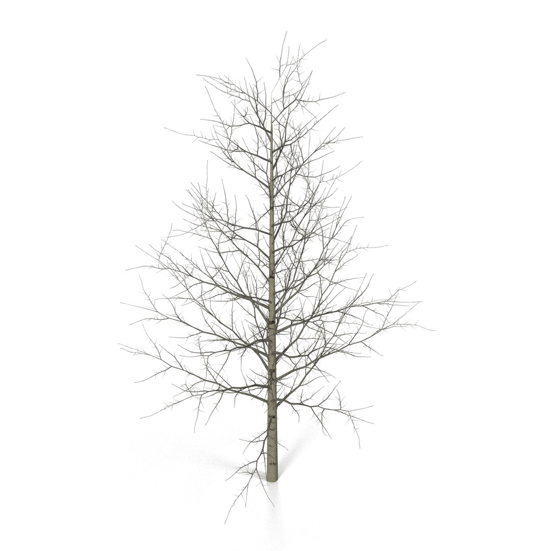 3d model young yellow poplar tree https://p.turbosquid.com/ts-thumb/Cy/oGneqV/6DpghR32/youngyellowpoplartreewinter3dmodel02/jpg/1440675472/1920x1080/fit_q87/971ca75e51c553a41612aae6287c0b5752347ebd/youngyellowpoplartreewinter3dmodel02.jpg