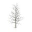 Joven amarillo árbol de álamo invierno
