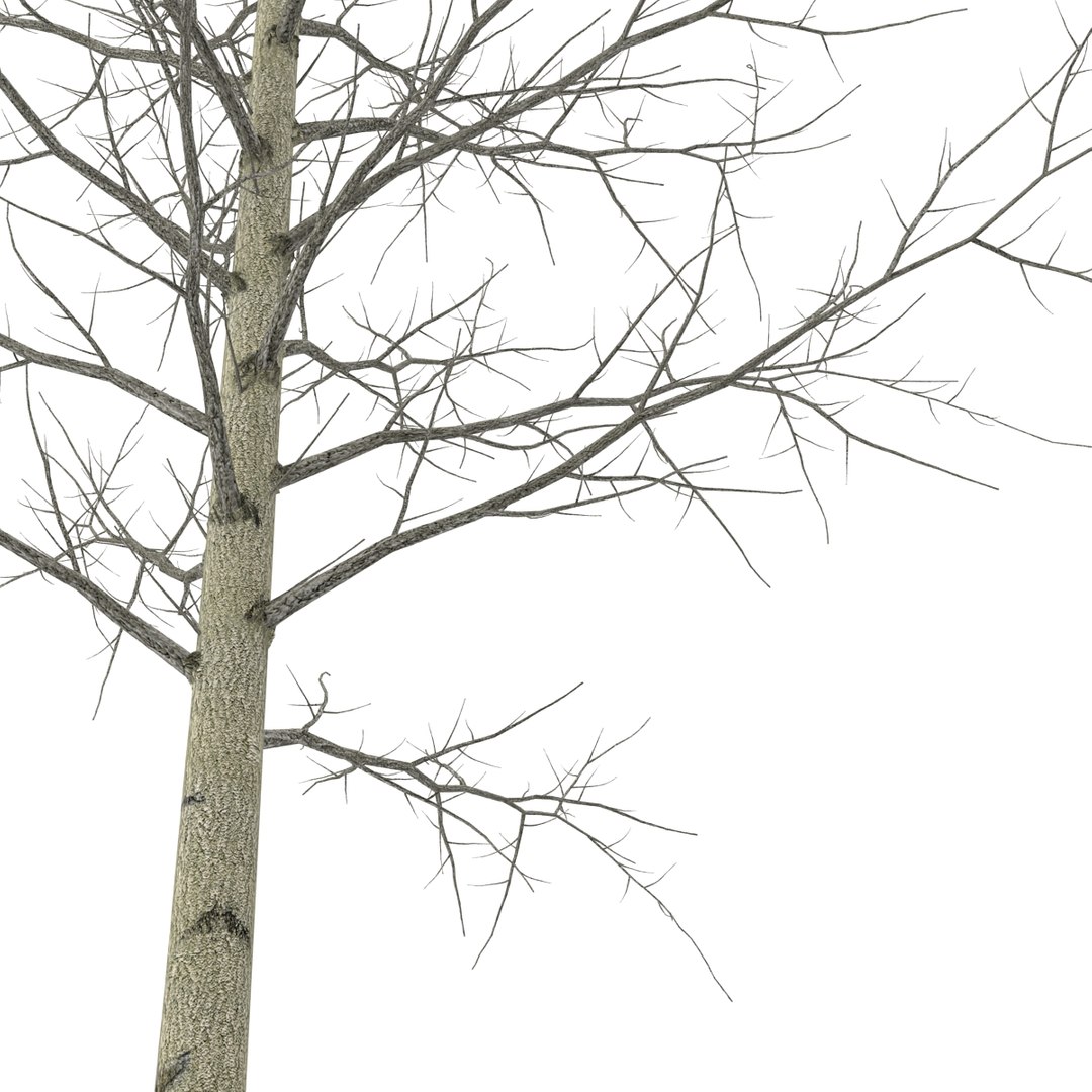 3d model young yellow poplar tree https://p.turbosquid.com/ts-thumb/Cy/oGneqV/BQVZSRaB/youngyellowpoplartreewinter3dmodel07/jpg/1440675473/1920x1080/fit_q87/8643c65f30058bff1aa6e15286e311085cc7331d/youngyellowpoplartreewinter3dmodel07.jpg
