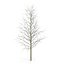 Joven amarillo árbol de álamo invierno