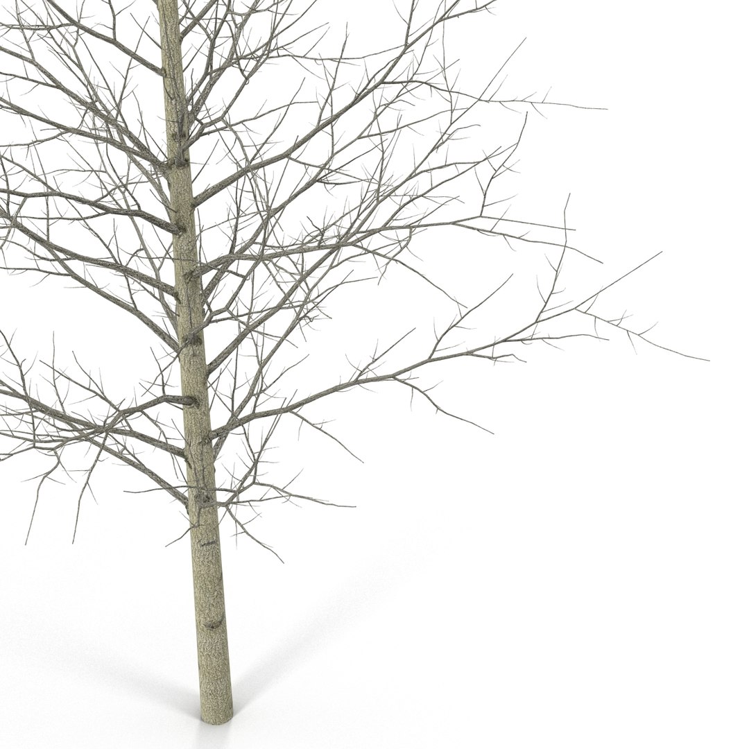 3d model young yellow poplar tree https://p.turbosquid.com/ts-thumb/Cy/oGneqV/DVrEnIZz/youngyellowpoplartreewinter3dmodel08/jpg/1440675473/1920x1080/fit_q87/e694e179cb9ef1800a065ab4401a5e5f8ce47c31/youngyellowpoplartreewinter3dmodel08.jpg