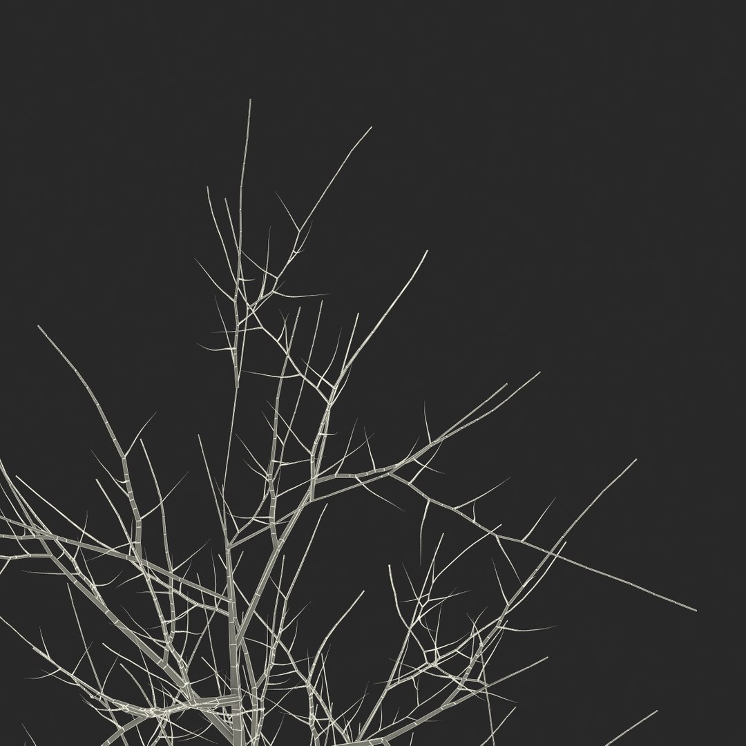 3d model young yellow poplar tree https://p.turbosquid.com/ts-thumb/Cy/oGneqV/E2Rfw7z6/youngyellowpoplartreewinter3dmodel15/jpg/1440675473/1920x1080/fit_q87/7f15e615d7bc84cdd36abaa7711fd94fb7e669d1/youngyellowpoplartreewinter3dmodel15.jpg