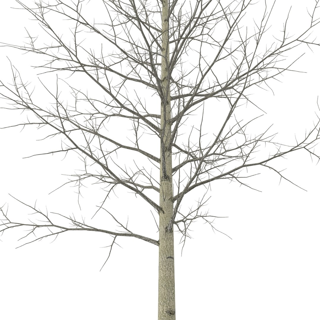 3d model young yellow poplar tree https://p.turbosquid.com/ts-thumb/Cy/oGneqV/V1CD2SRU/youngyellowpoplartreewinter3dmodel06/jpg/1440675473/1920x1080/fit_q87/a0718846b90ed1127a4085a19a2279d1c96848de/youngyellowpoplartreewinter3dmodel06.jpg